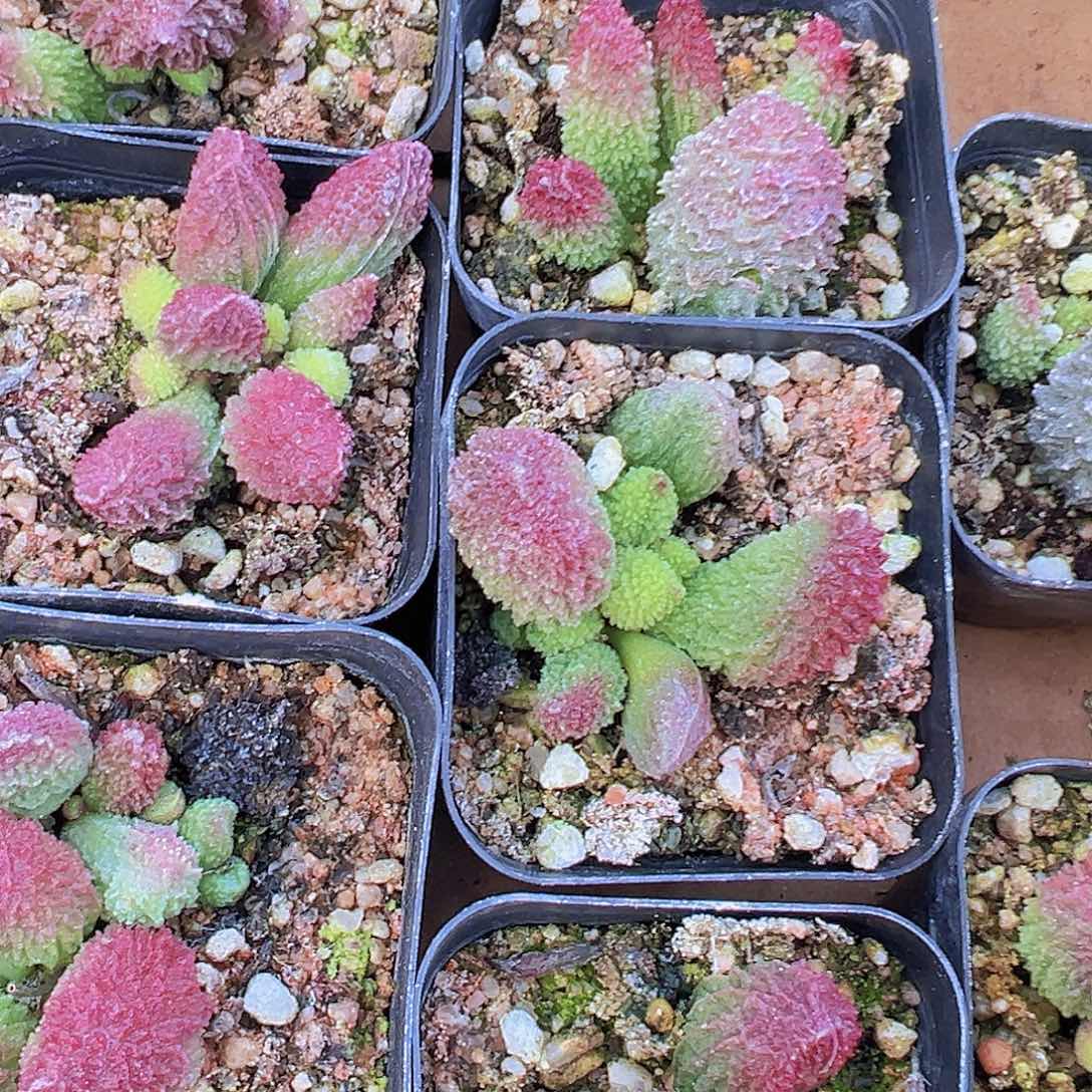朱子玉19包邮多肉植物