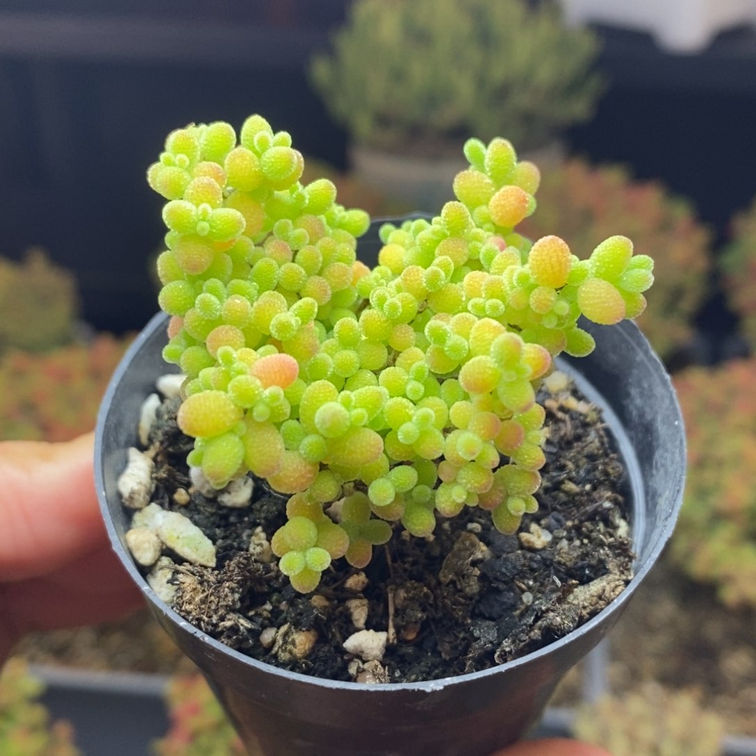 698号蜜橘糖球枝干