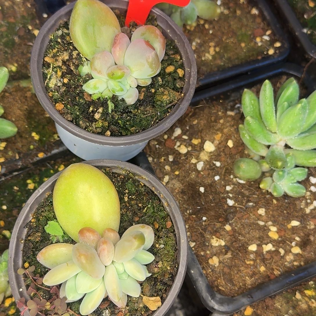 心***事吴家多肉一物一拍心事