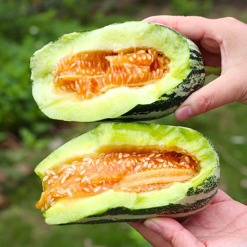 【顺丰包邮】博洋9号甜瓜头茬现摘新鲜头茬香瓜水果脆甜多汁1/3/5斤