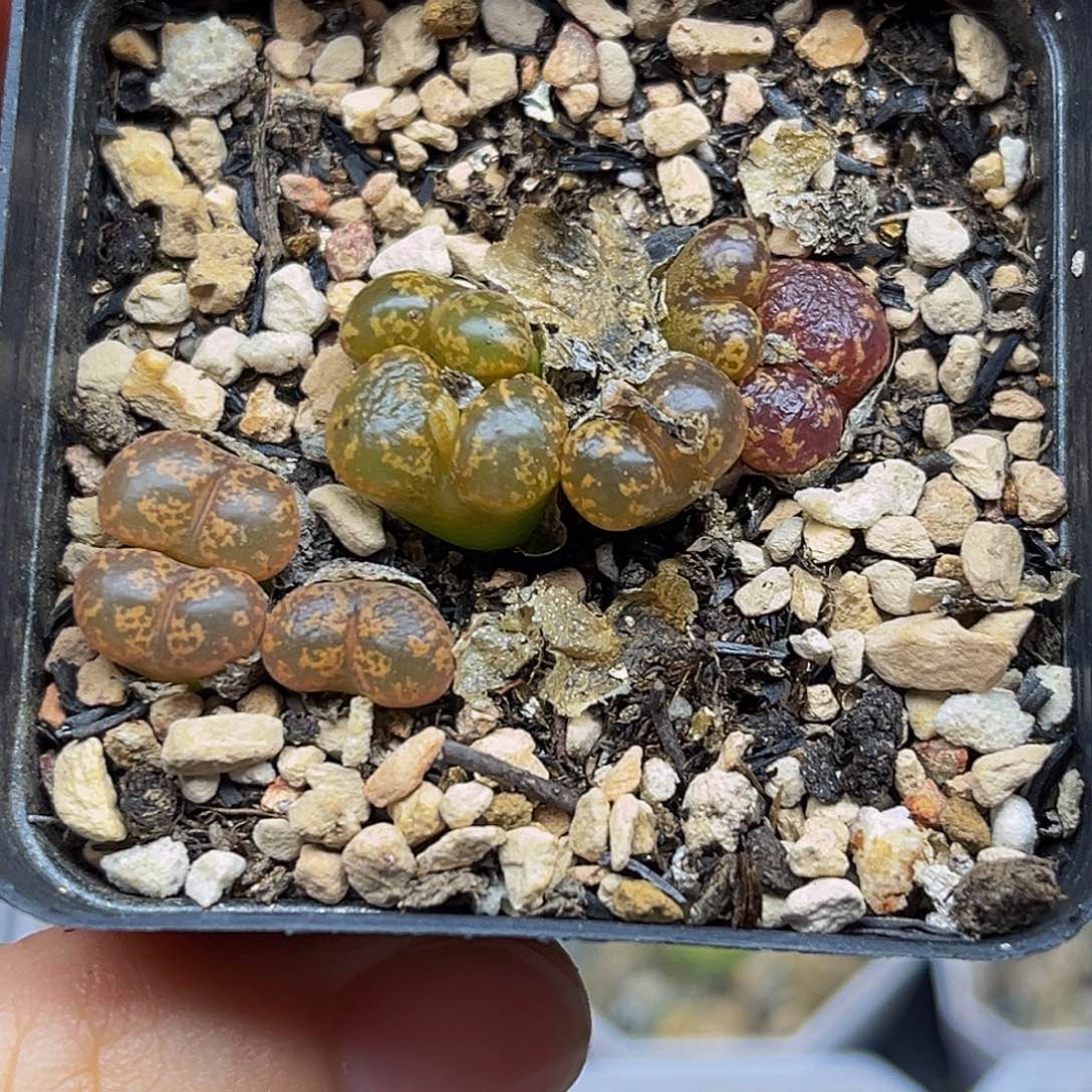 一物一拍勋章8771