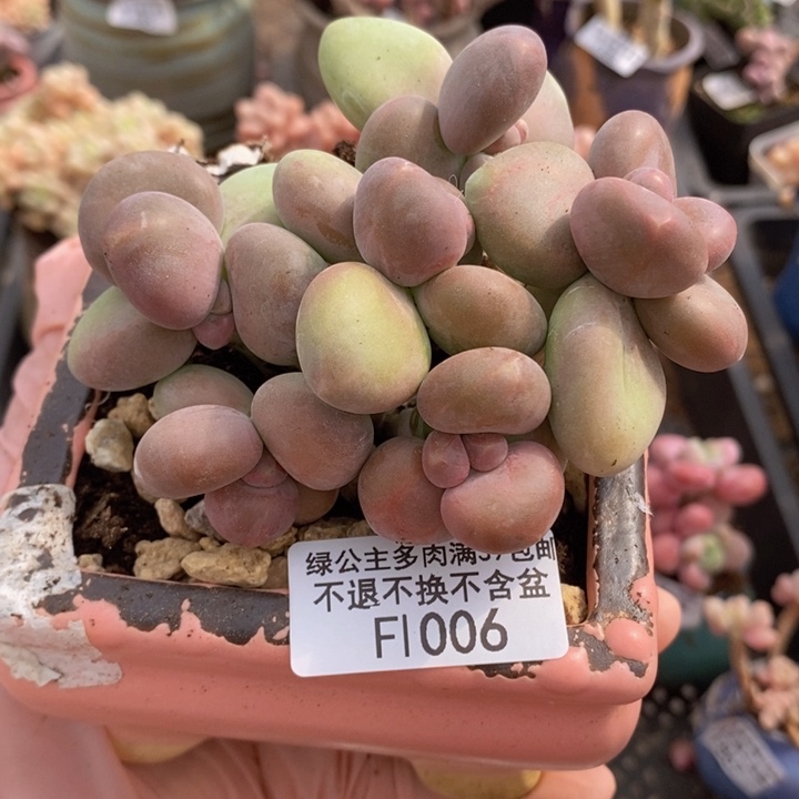 芒果奶9cm1006多肉植物