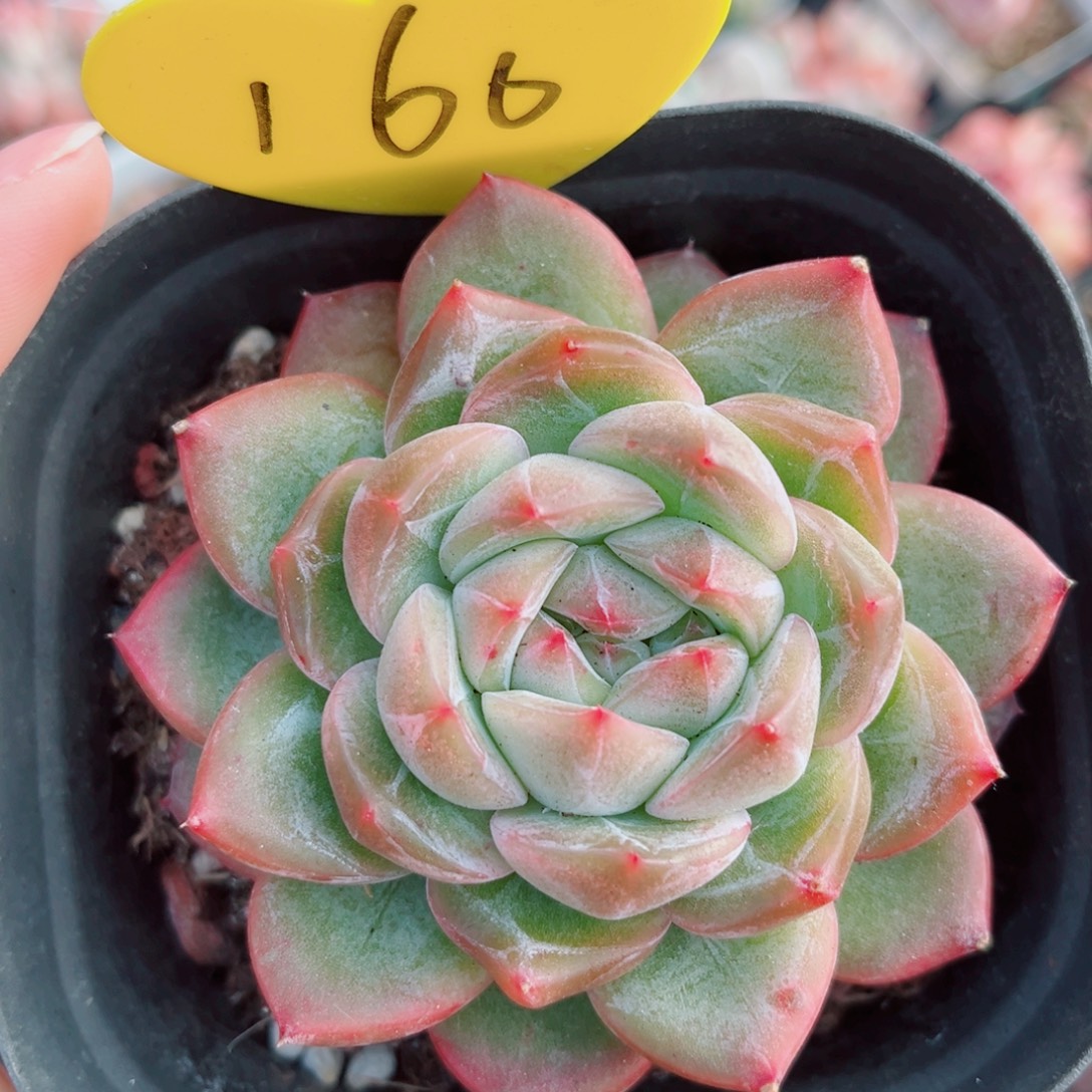 166号小老桩珍妮单头