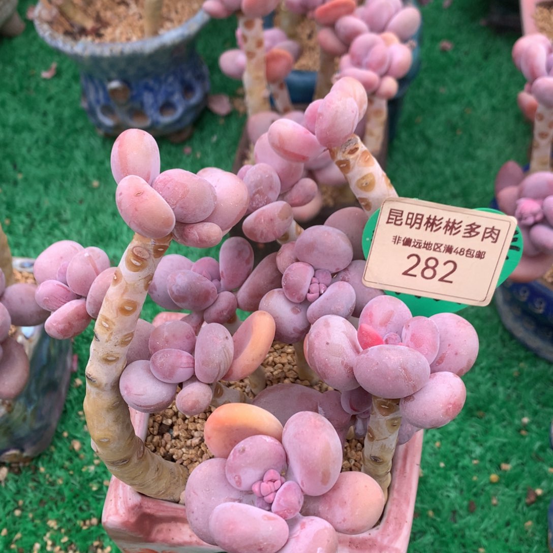 蛋黄奶无砍老桩282