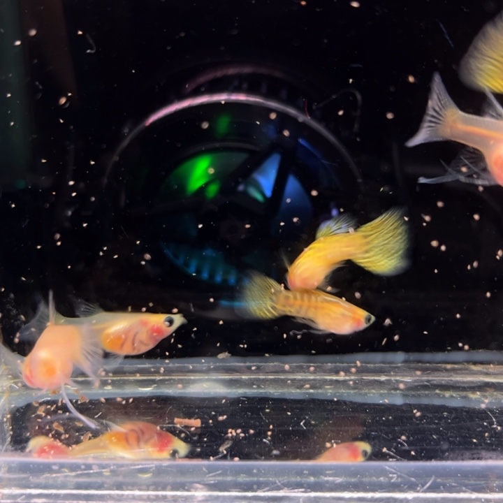 孔雀鱼金蕾丝玻璃猫大C3对