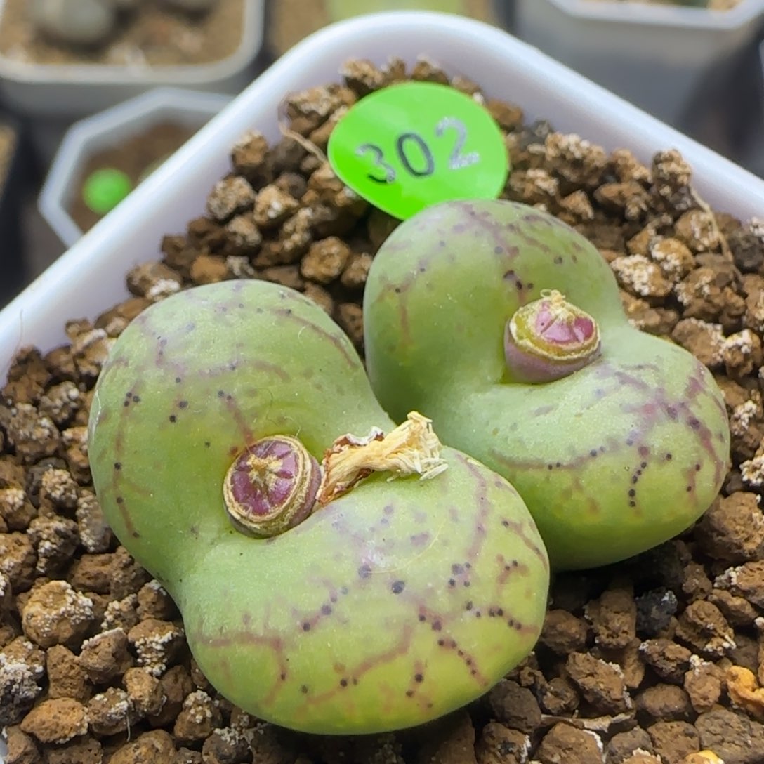 杂交漂亮多肉植物302