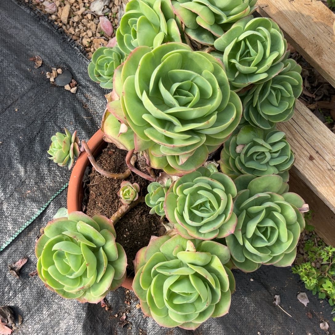 好姑娘多肉园艺，碧桃