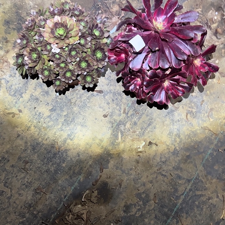 不包侧枝一物一拍31