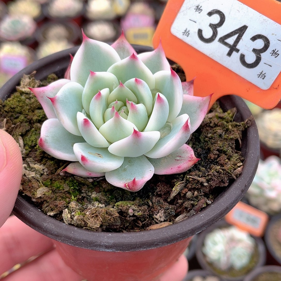 343号吉娃娃锦多肉