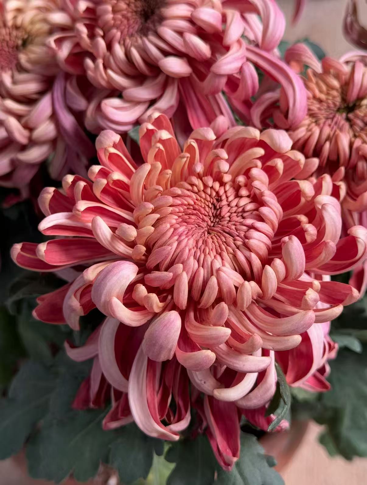 【红国华】九月菊花开花持久宿根植物