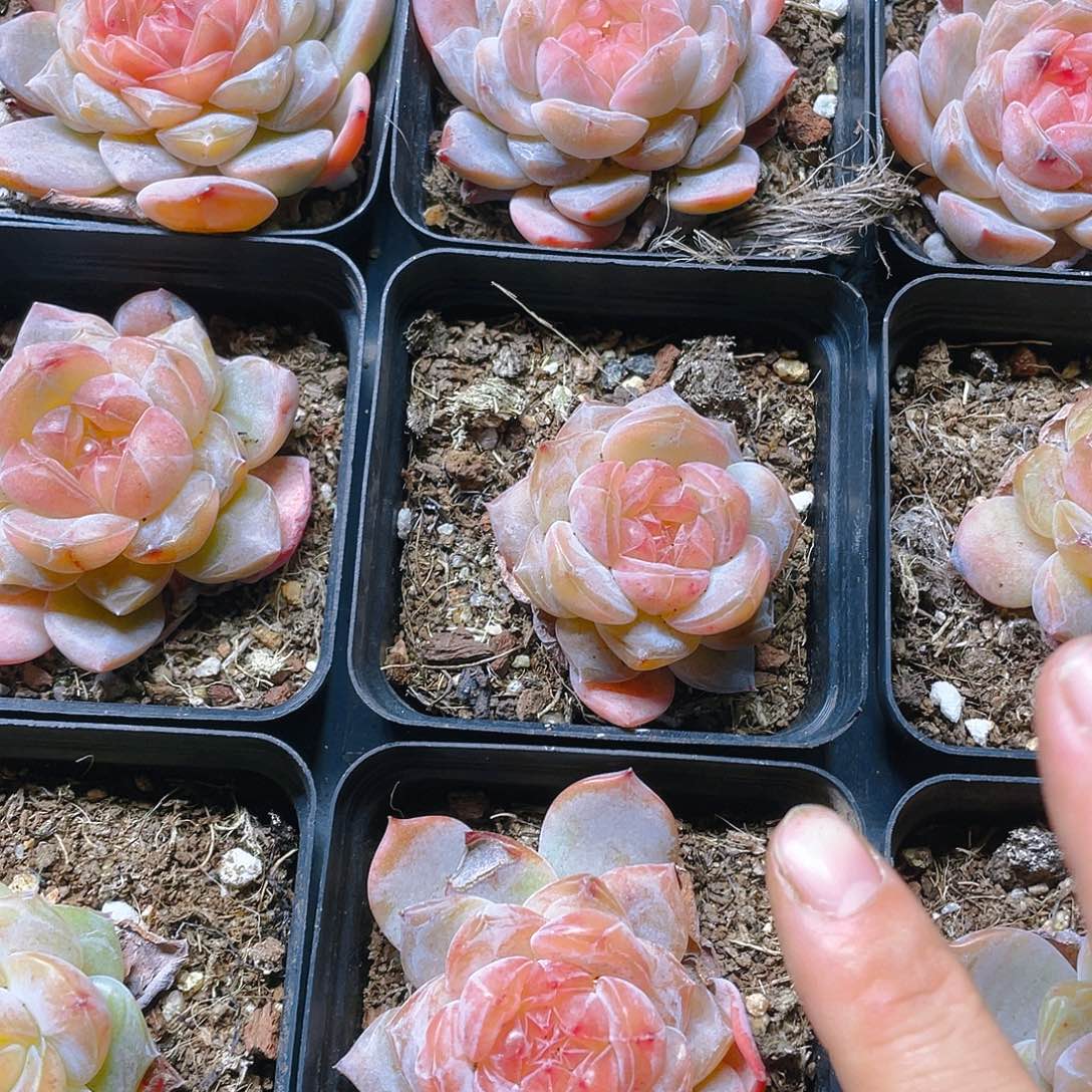 珍妮2号盆一个满25包邮