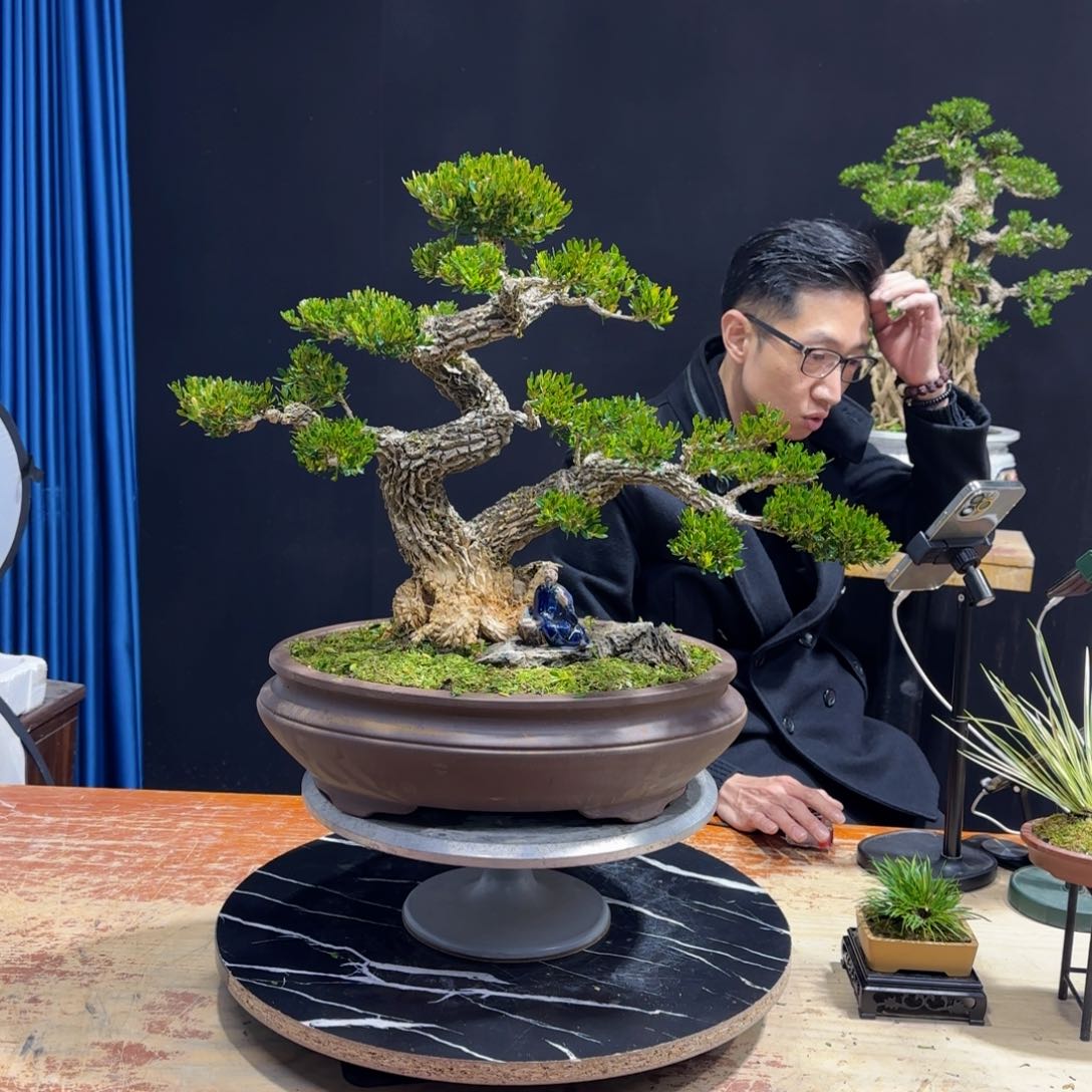 小*菜黄杨室内室外盆景艺术