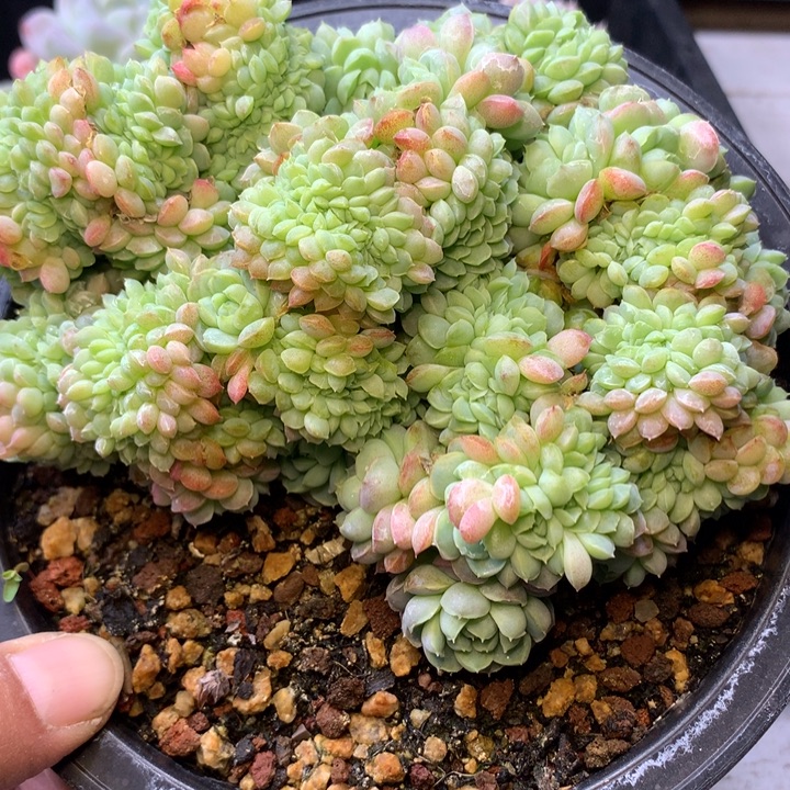 羊脂球缀化脱土发货