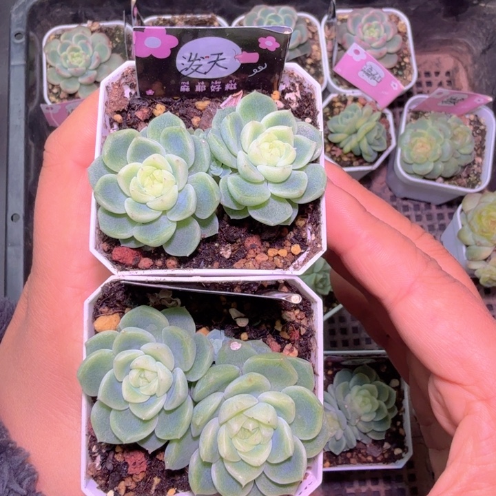 美****双头泼天财富福利