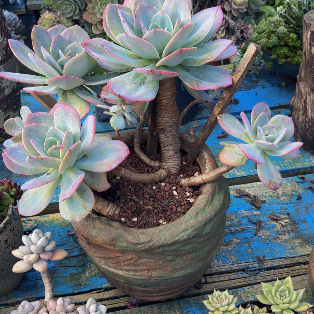 新疆西藏内蒙不发货，白凤