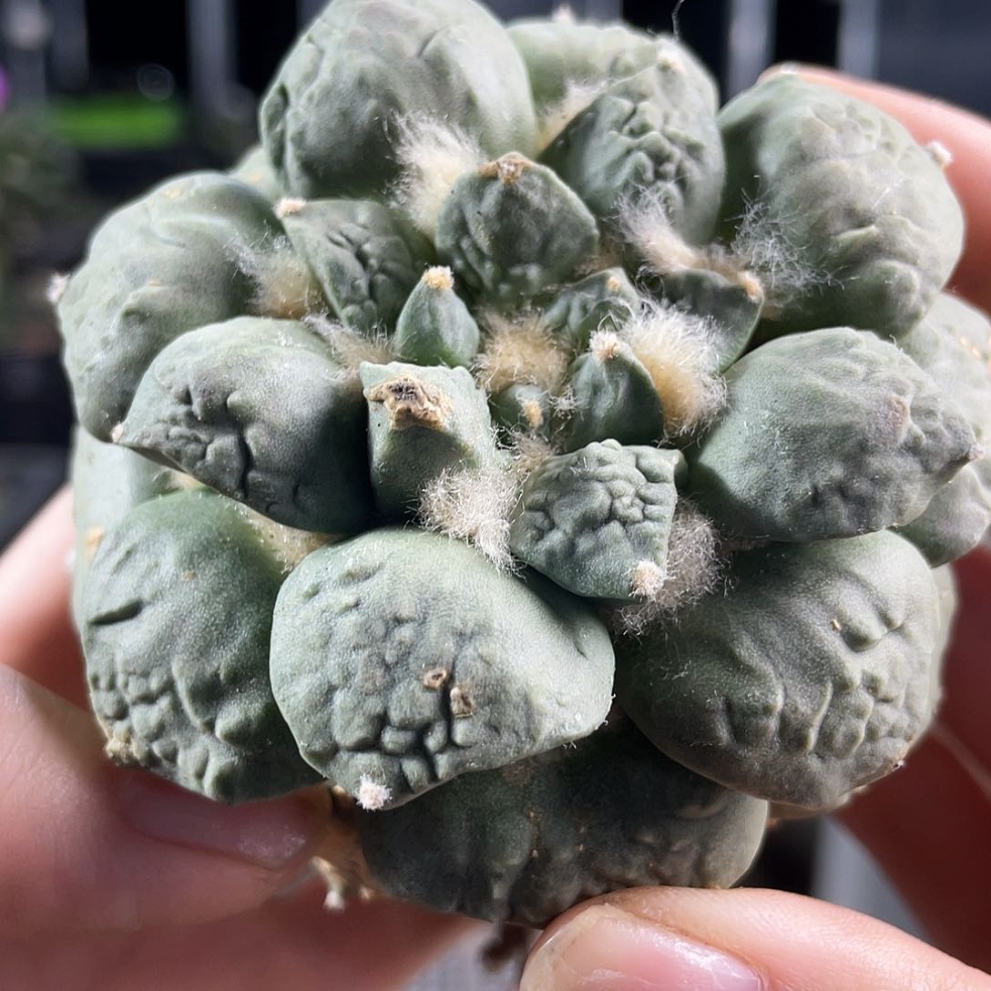 4号自根福利好好怒涛