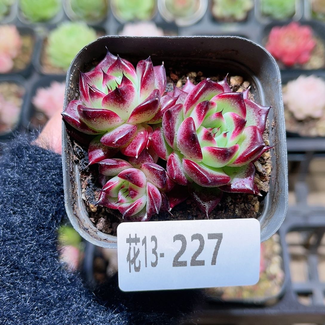 花利美13-227车厘子