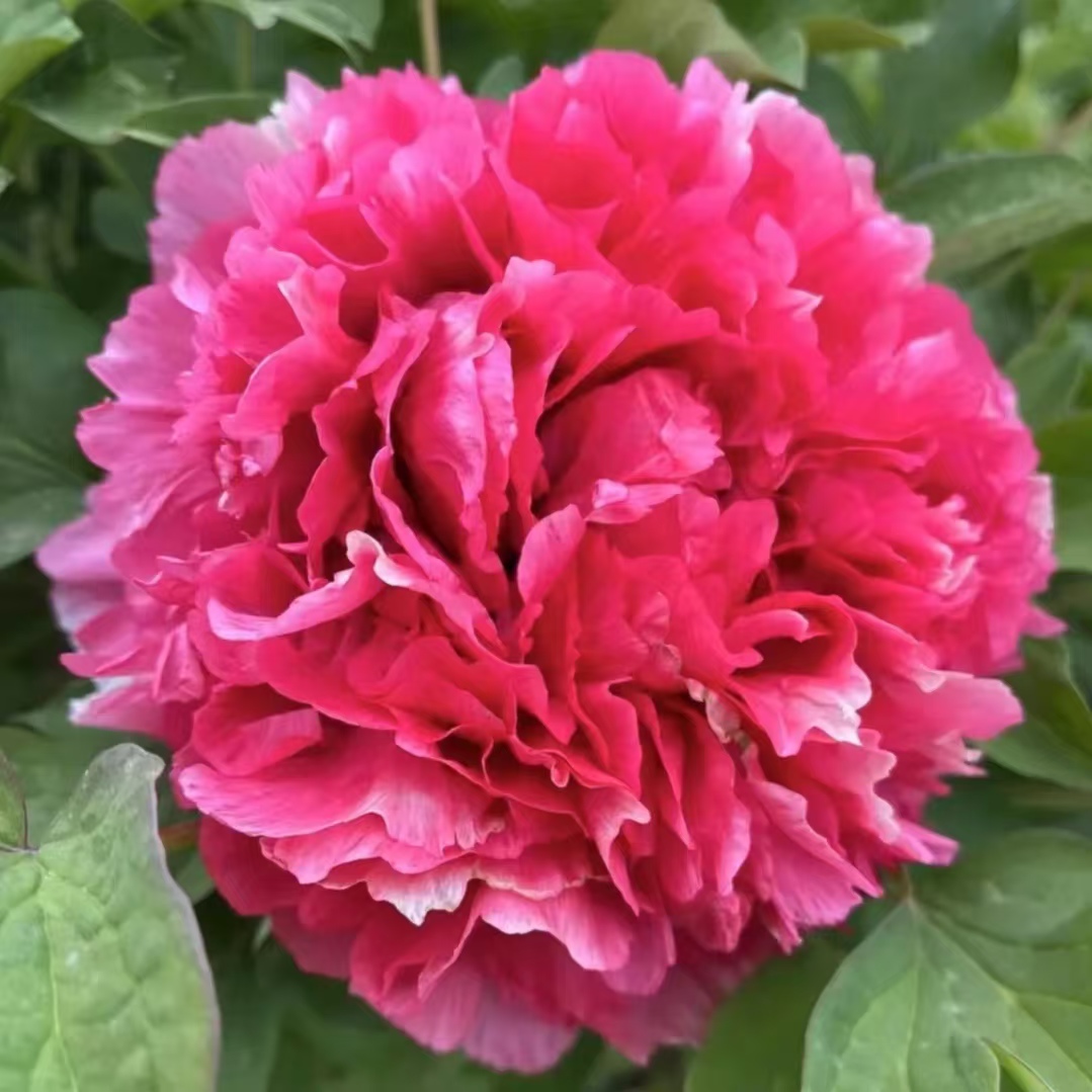 洛阳牡丹嫁接苗爆根下牡丹当年开花爆根育苗袋发货可盆栽地栽