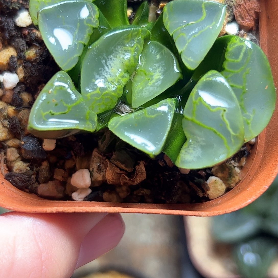 祥云变异十二卷多肉植物