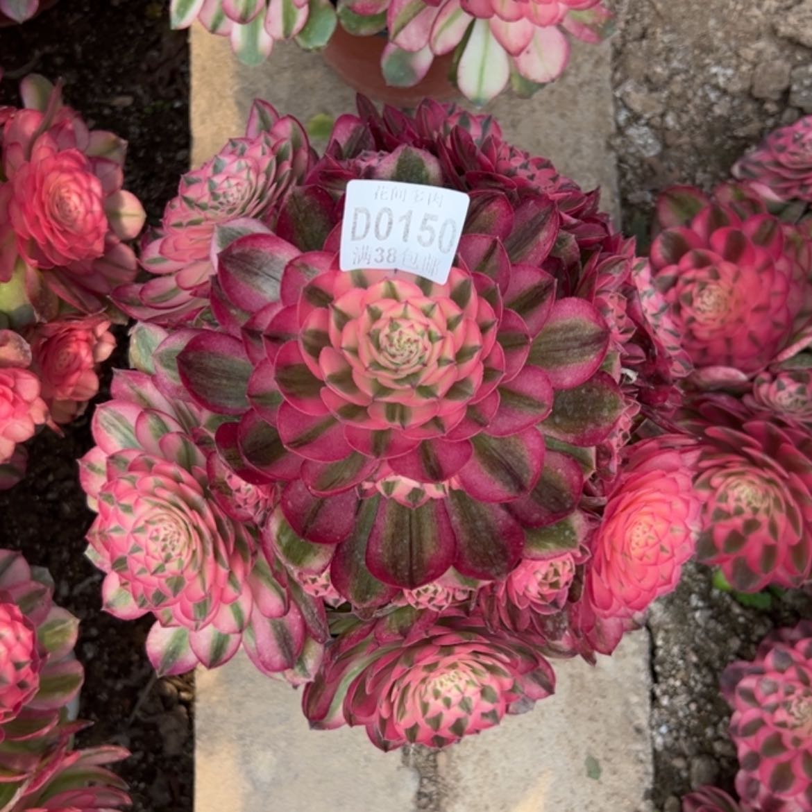 【闪购商品】150荔枝多肉