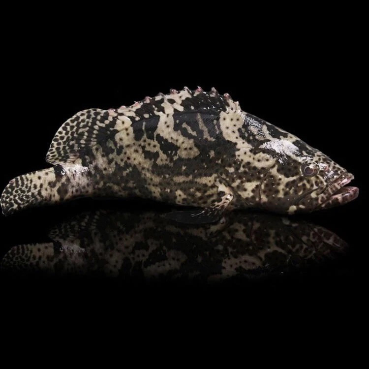   潇洒哥。 新鲜海捕石斑鱼石斑鱼营养丰富多 顺丰包邮