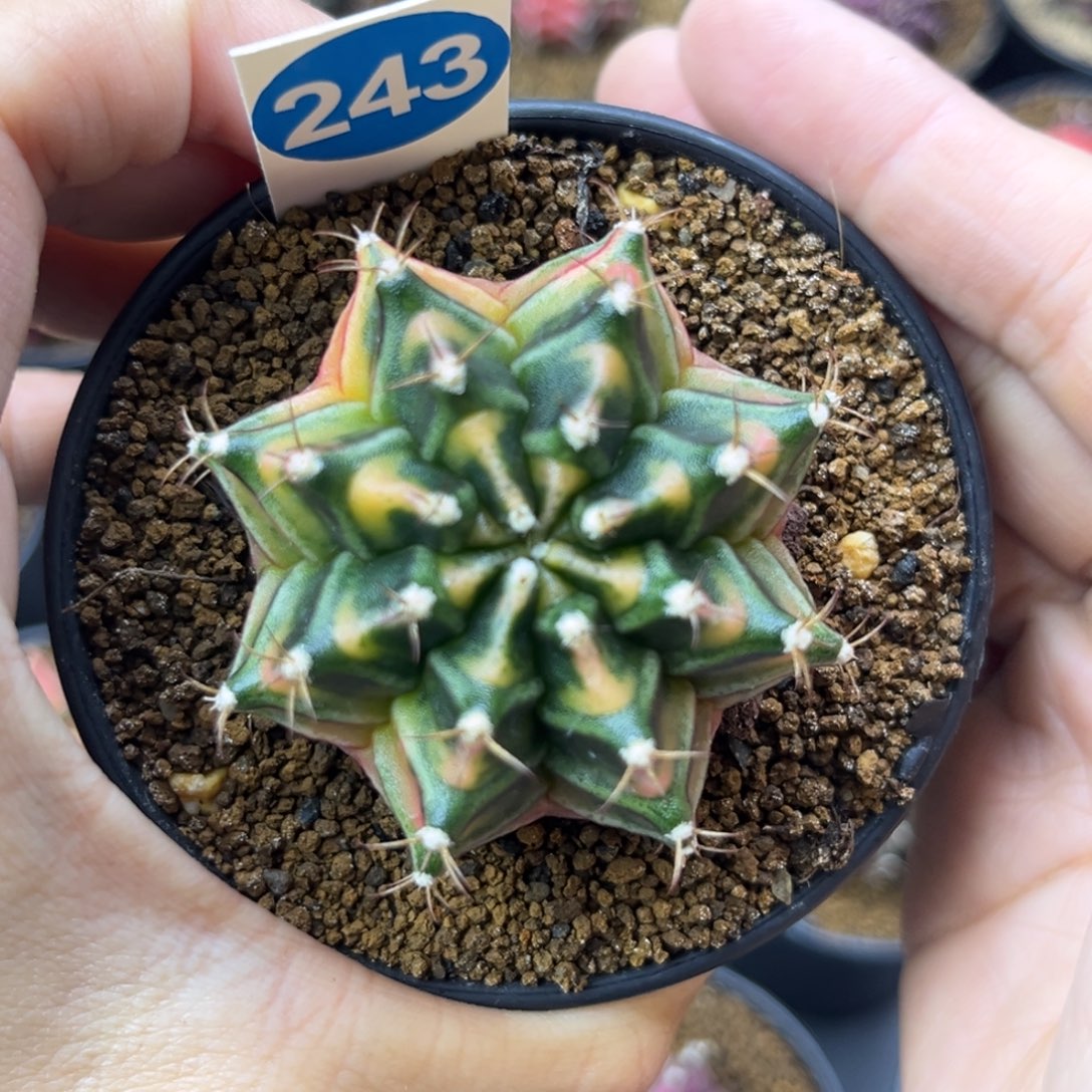 243一物一拍带盆土发