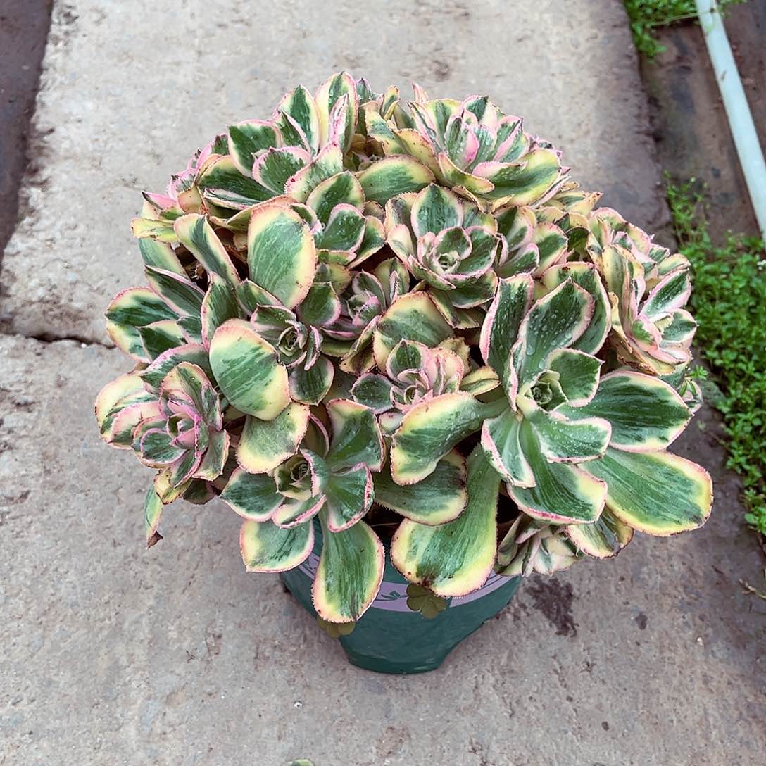 法师多肉漂亮漂亮