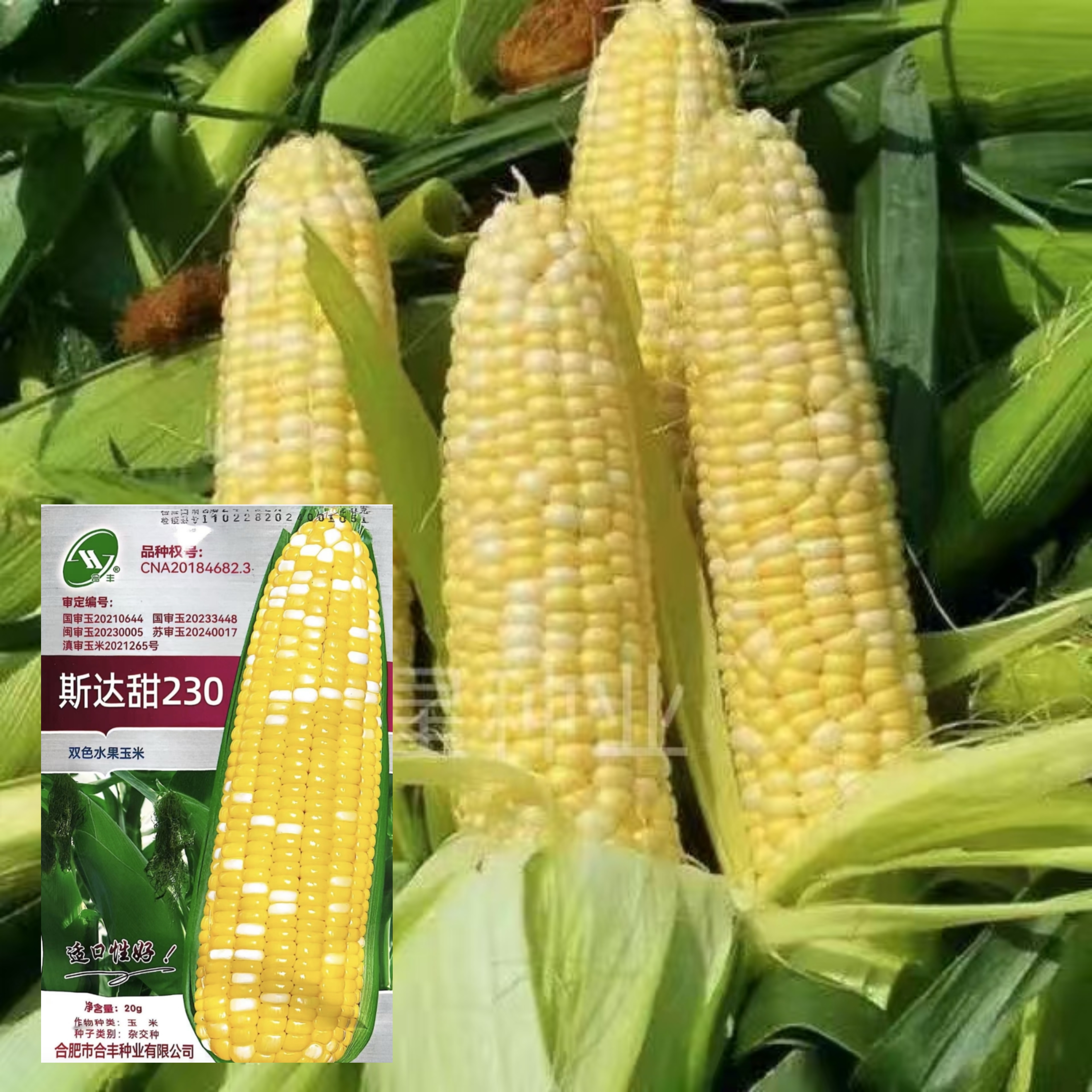 科星斯达甜230双色水果玉米种子 超甜 鲜食玉米