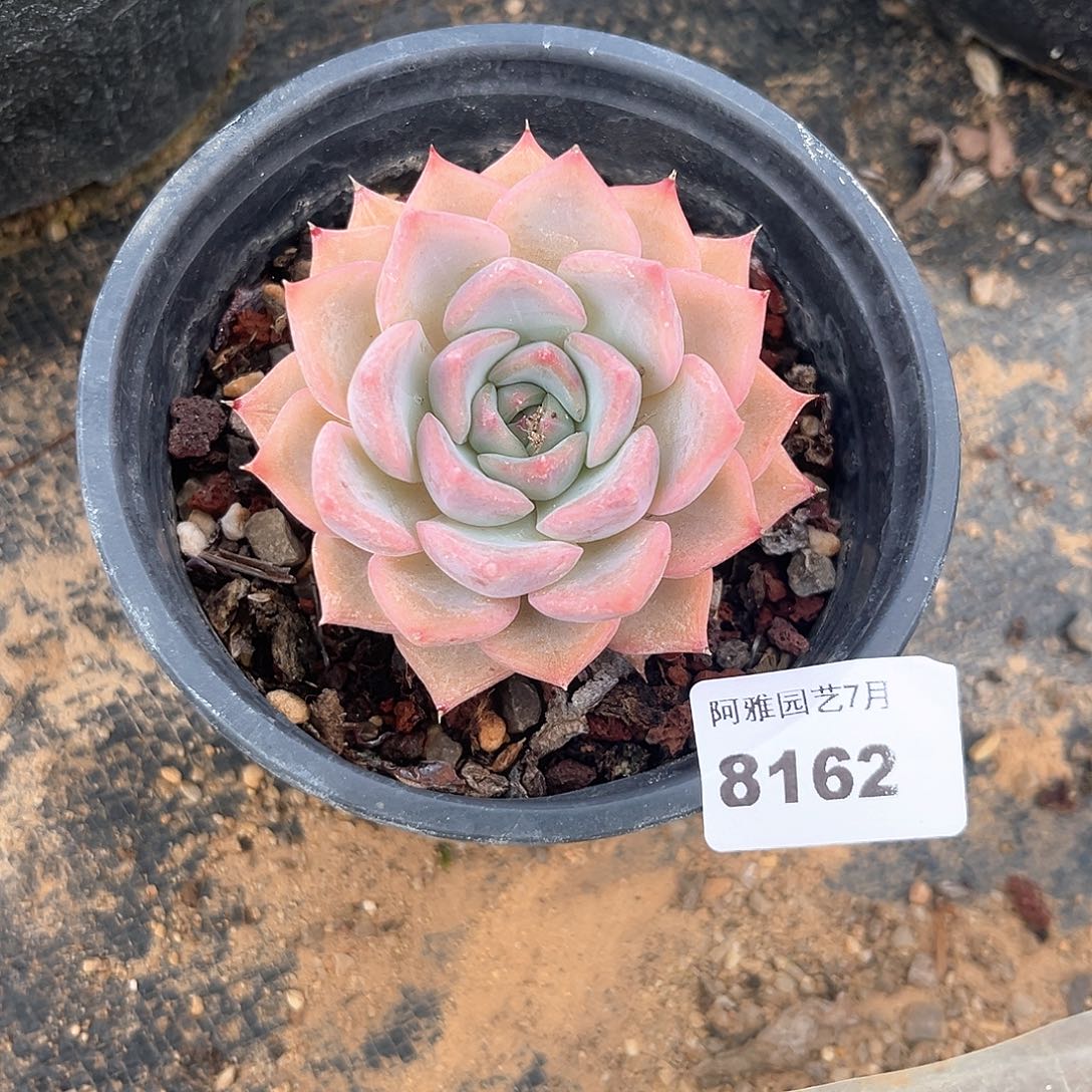 阿雅园艺。       8162