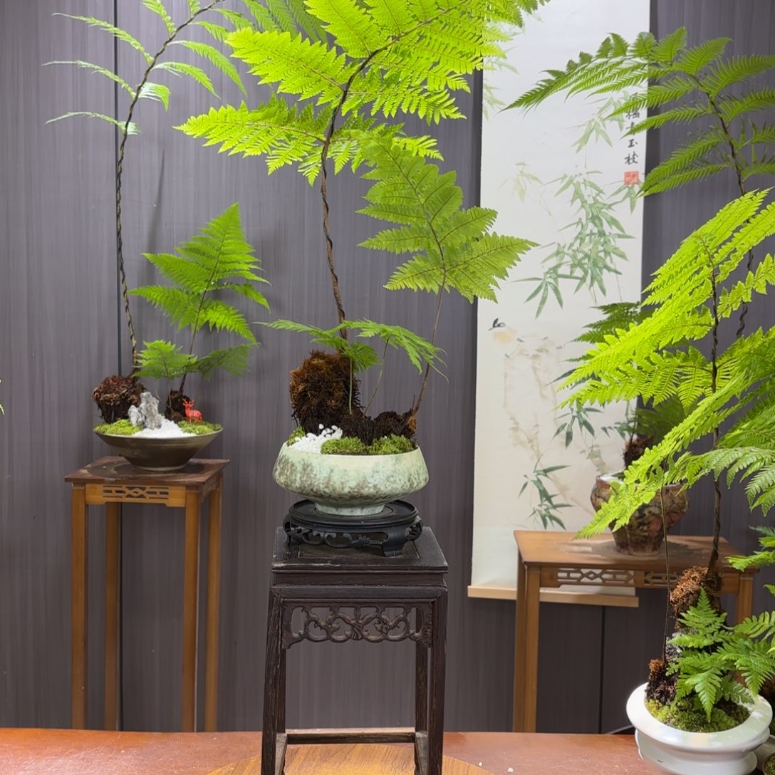 无花朵6****8蕨蕨蕨蕨蕨蕨蕨蕨蕨蕨蕨