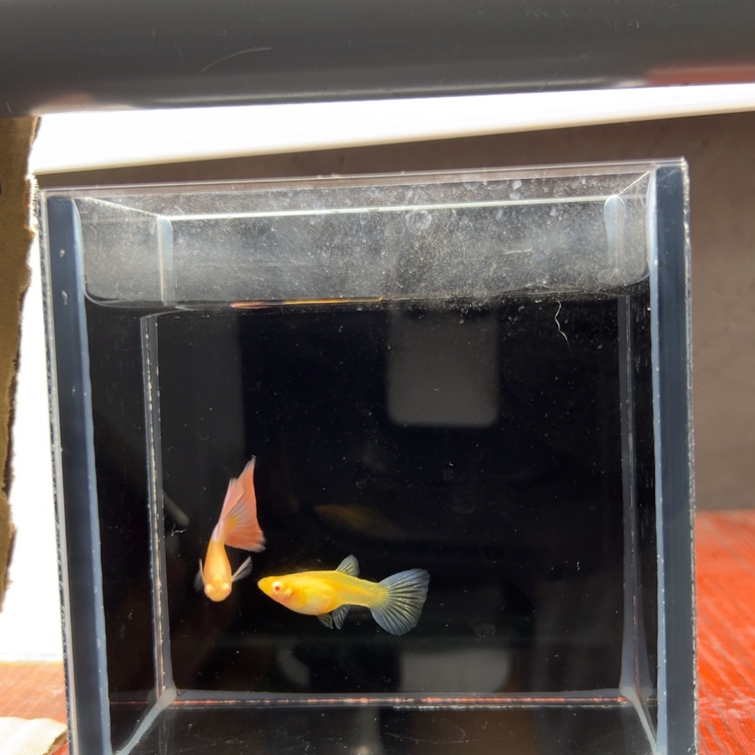 孔雀鱼天使彩虹一对