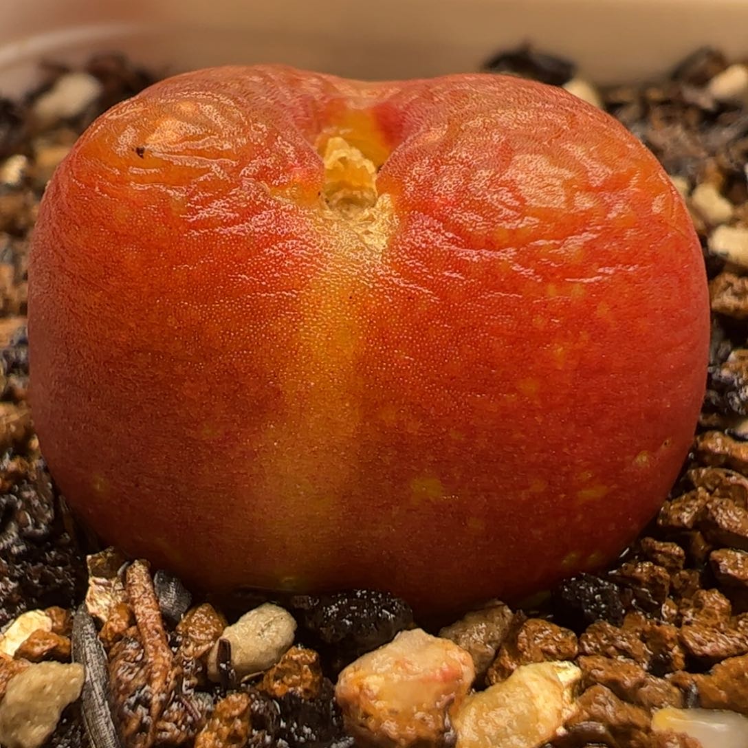 水蜜桃多肉植物百科