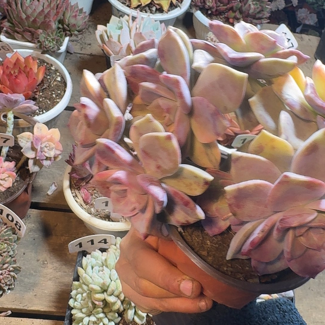 是***呀45555555555995552