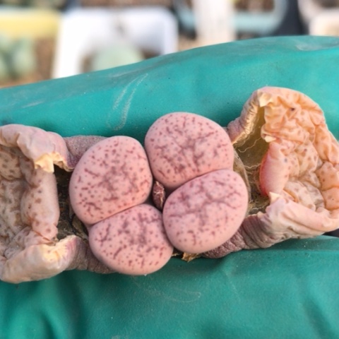 多肉肉锥 粉玛瑙玉