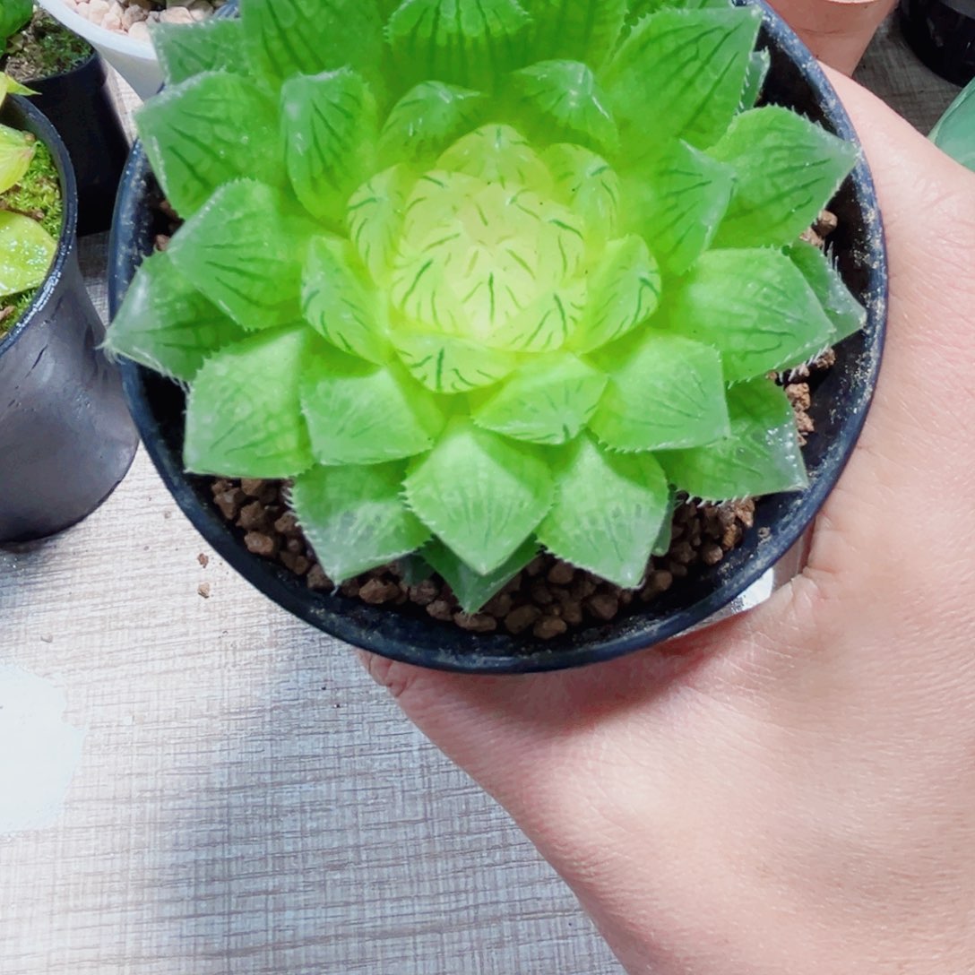 白莲花多肉植物5666