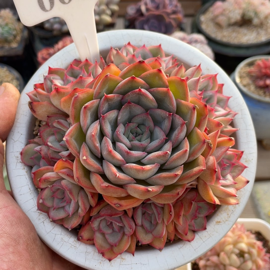 0055猎户座不带盆12厘米