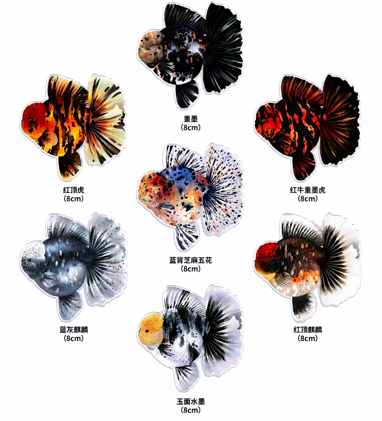 泰狮玛丽兰寿等多品种金鱼渔场自养观赏鱼好养耐活包邮