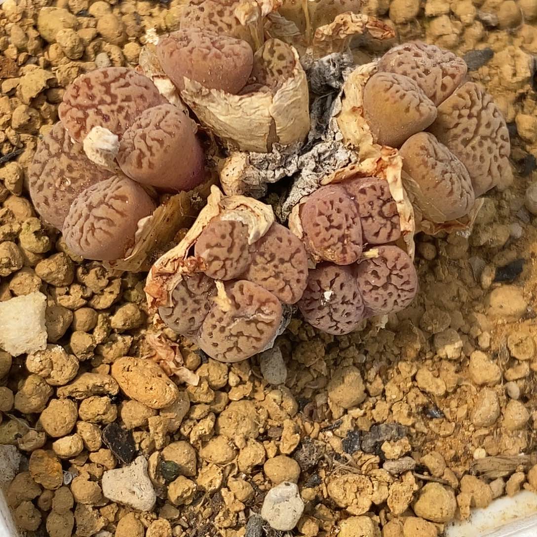 桃喜花园0418/29鸟哈尼