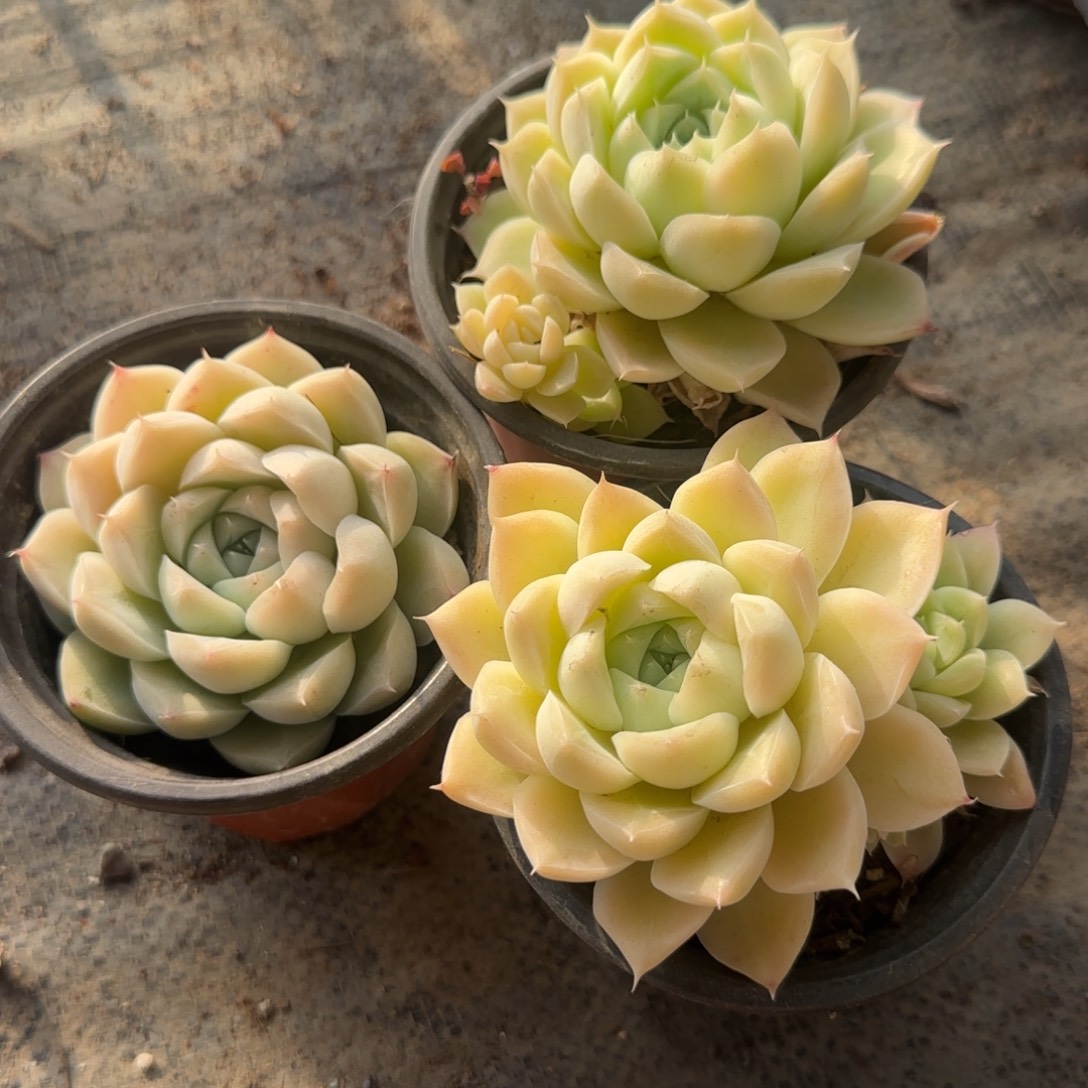 无花朵90麦秆自己修