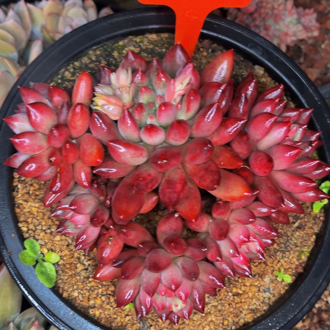 2326号晚上多肉植物群生多肉