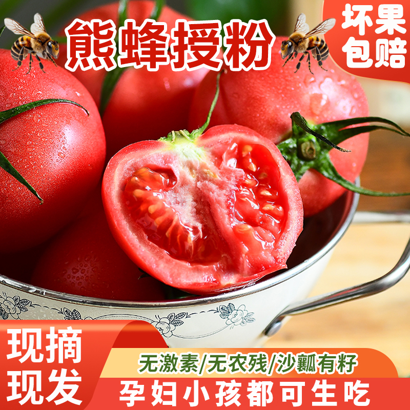 蜂果家熊蜂授粉自然熟沙瓤西红柿爆汁可生吃酸甜多汁老品种西红柿