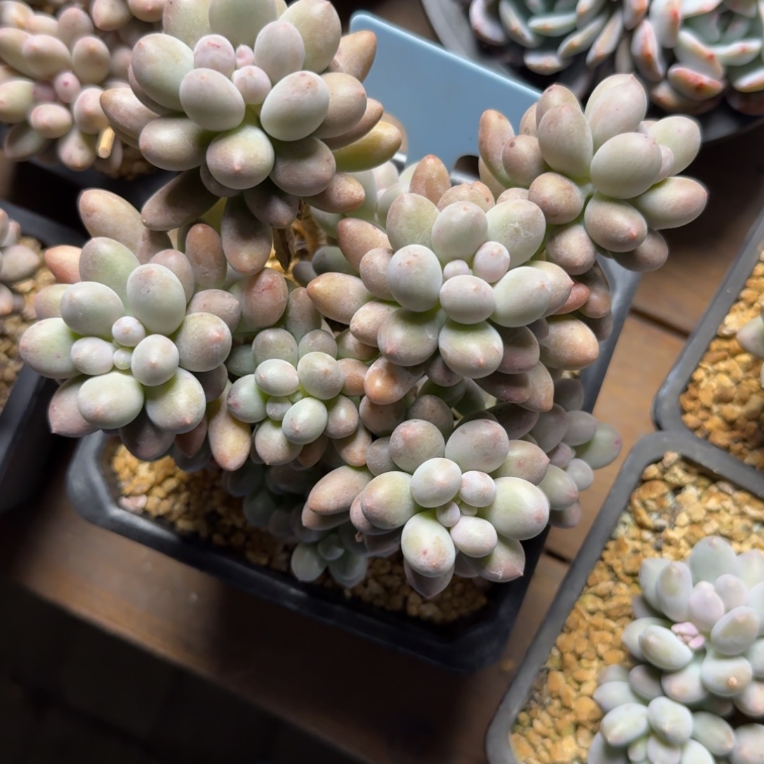 大桃花奶1111111111111111