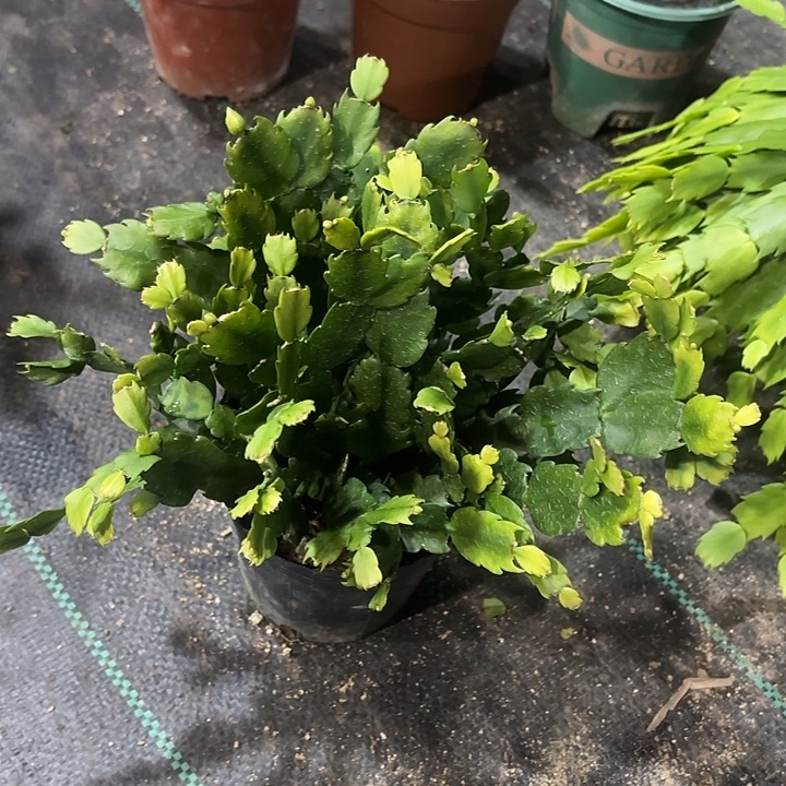 *****当前无花栽培后可以开花