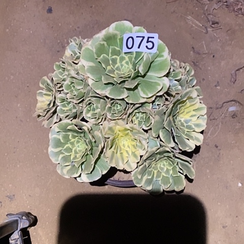 多肉植物法师75迈巴赫