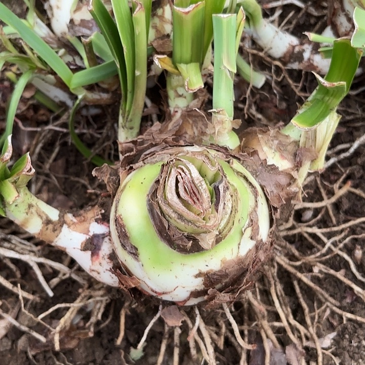 甜蜜有标六号包对版