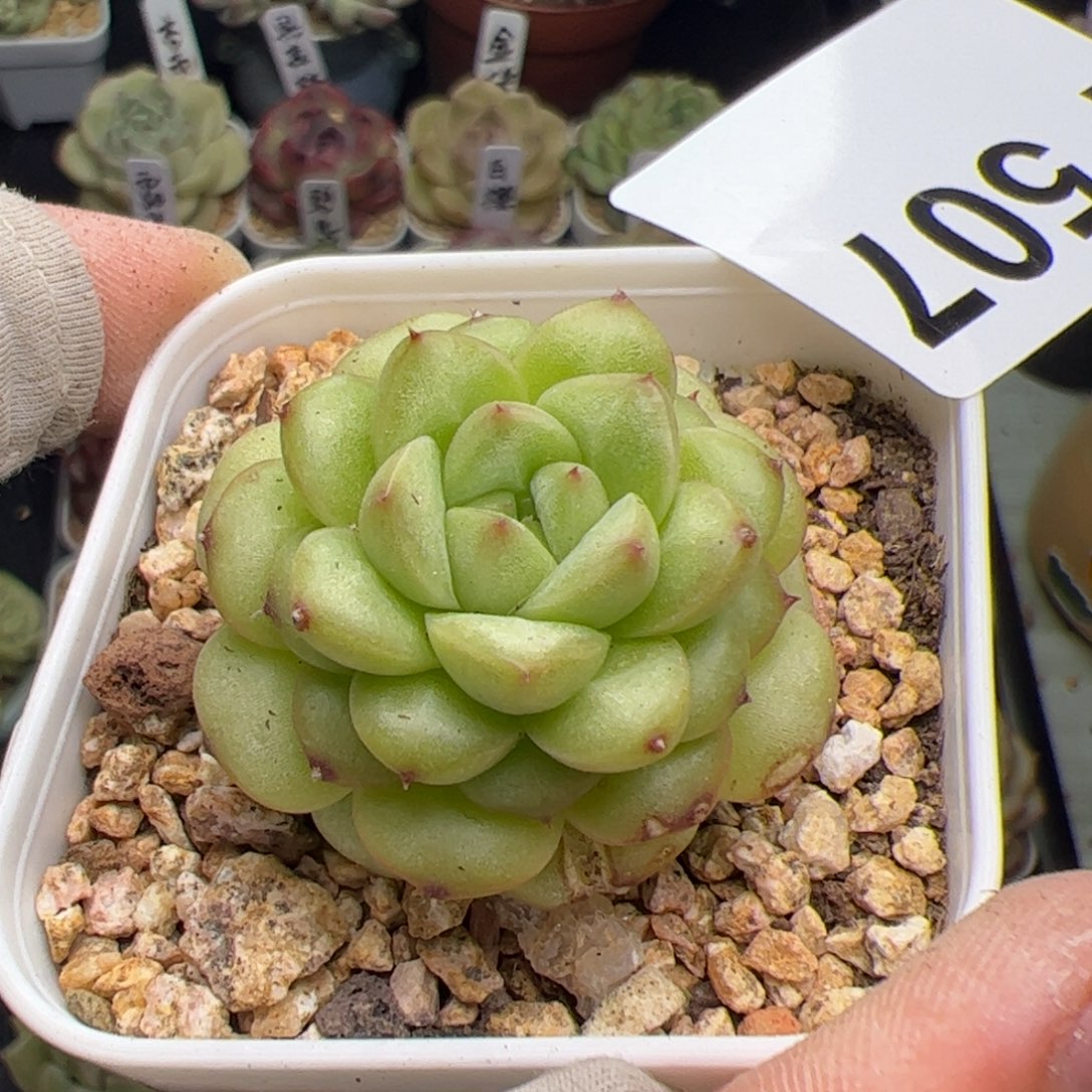 507 多肉植物组合盆栽