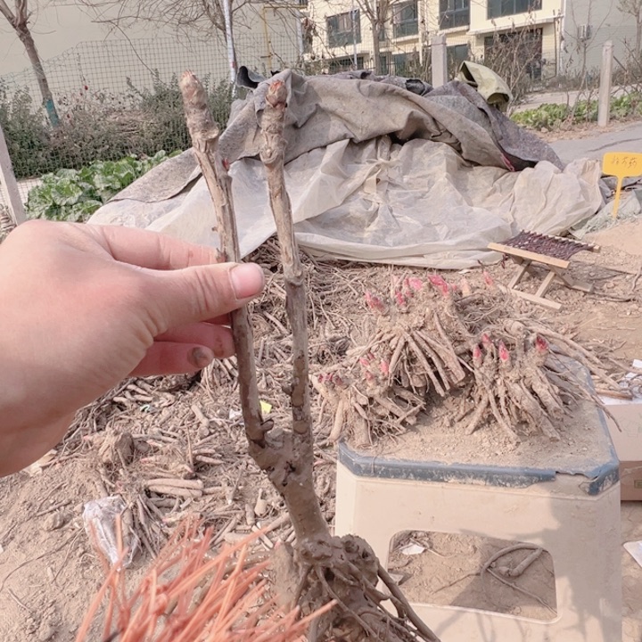 当前无花栽培后可以开花芳红