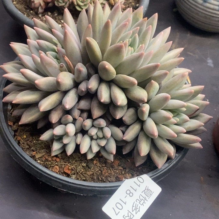 夏悦多肉0118-107红蜻蜓