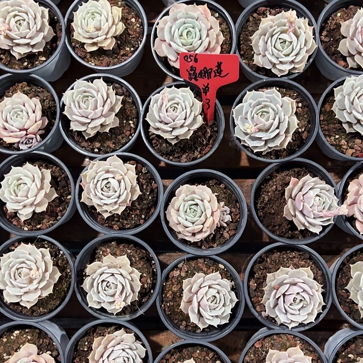 团056号。    露娜莲