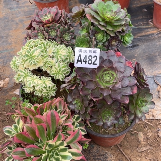 482五个法师不包断枝